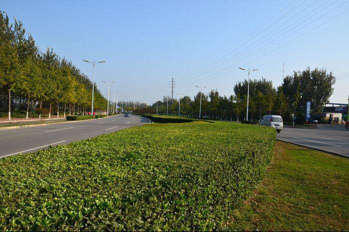 西安路道路绿化图片